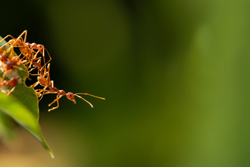 Ant action standing.Ant bridge unity team,Concept team work together