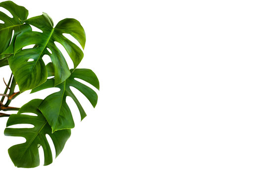 Tropical leaves monstera on a white background with space for text.