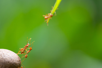 Ant action standing.Ant bridge unity team,Concept team work together