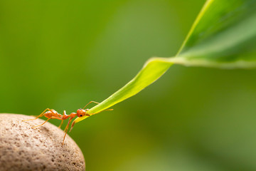 Ant action standing.Ant bridge unity team,Concept team work together