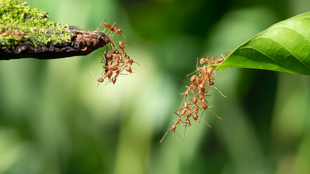 Ant action standing.Ant bridge unity team