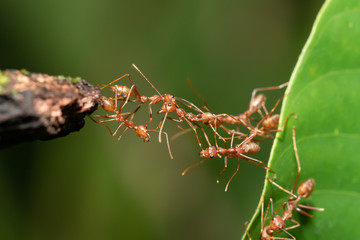 Ant action standing.Ant bridge unity team
