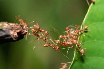 Ant action standing.Ant bridge unity team