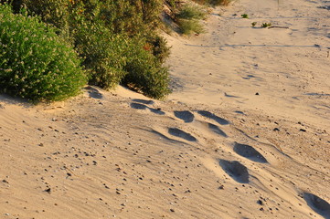 Wydma ślady stóp na piasku 
