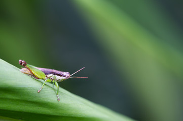 Small Rice Grasshopper on green leaf