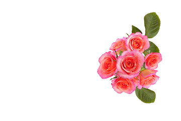 Coral pink rose flower. Desige object for retouch