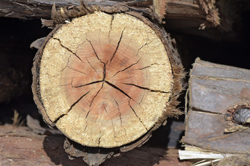 Naklejka premium Closeup of cross-section of tree trunk