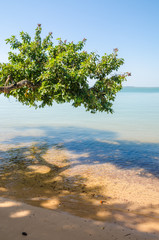 Beautiful landscape of tree growing over ocean at beach of Bijagos island Bubaque, Guinea Bissau, West Africa