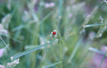 Tiny ladybug on the grass stood out thanks to it red color