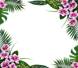 Frame of tropical leaves palm tree, monstera, dieffenbachia and ficus benjamina with pink flowers moth orchids on a white background with space for text. Top view, flat lay.