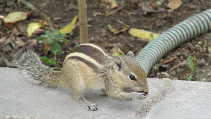 Animals,Birds, Flies