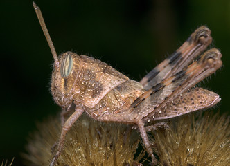 Grasshopper nymph