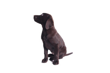 Lovely chocolate labrador