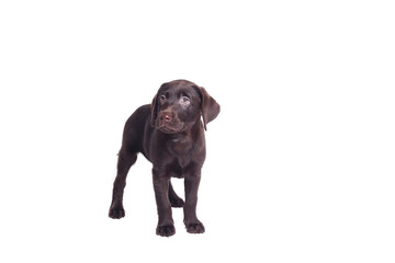 Lovely chocolate labrador