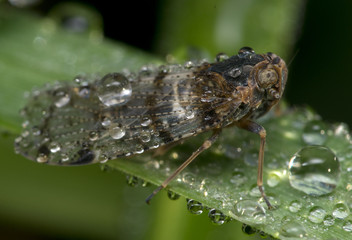 Leafhopper covered in dew