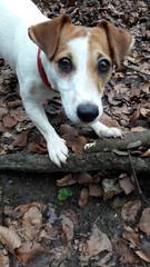 jack russell unterwegs