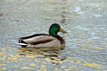 Macho de azulón o ánade real (Anas platyrhynchos) en un lago con algas.