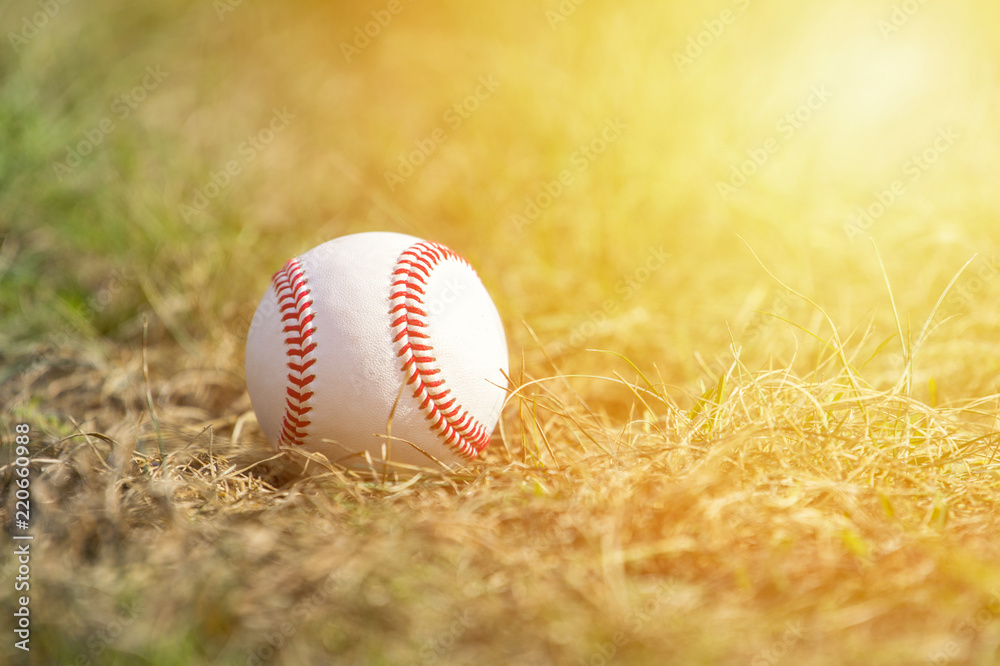 Wall mural a white baseball on the green grass