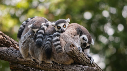 Lemur Familie