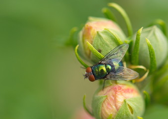 Fliege auf Hibiskusknospe