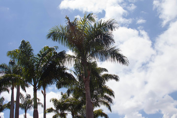 Fototapeta na wymiar Tropical palm trees isolated