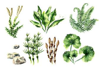 Sammlung prähistorischer Pflanzen. Aquarell handgezeichnete Illustration, isoliert auf weißem Hintergrund © dariaustiugova