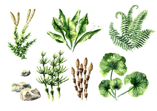 Prehistoric plants collection. Watercolor hand drawn illustration, isolated on white background