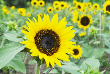 sunflower