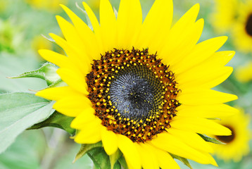 Obraz premium sunflower