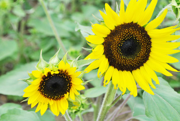 sunflower