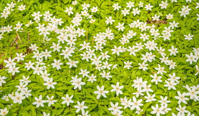 Small white flowers on a background of green leaves on a spring lawn