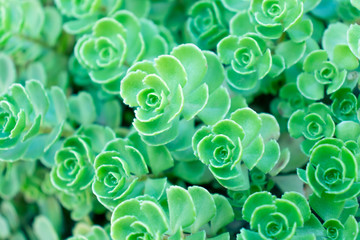 Background of green emerald stonecrop with big leaves.