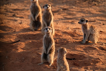 Meerkats ,Namibia