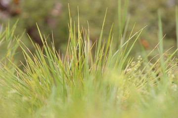 grass
