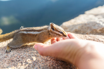 Chipmunk
