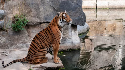 Papier Peint photo Lavable Tigre Tiger im sitzen