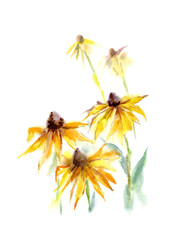 Sunflowers. Flower sketch.Watercolor hand drawn illustration.White background.