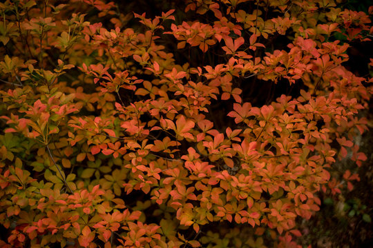 Autumn leaves