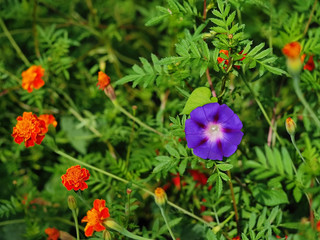Single violet flower between red flowers in green garden