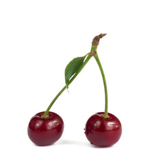 Cherry ripe on white background