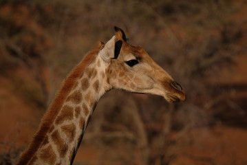 Giraffe ,Namibia