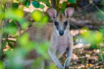 Wallaby close up shot in the forest in Australia