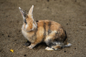 Full body of multicolor domestic pygmy rabbit (bunny)