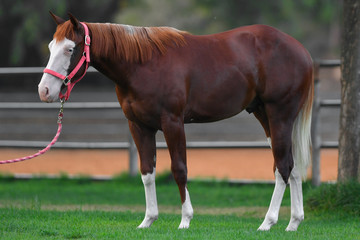 Beautiful horse posing in the first rays of the morning light