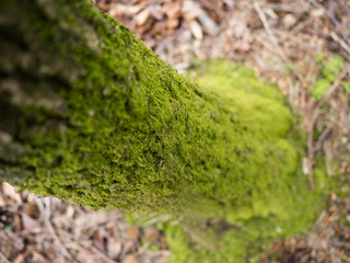 Eco green tree trunk