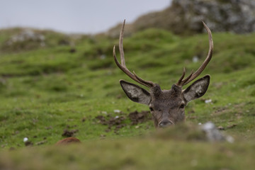 Naklejka na ściany i meble red deer stags, Cervus elaphus scoticus, resting within a glen in september, cairngorms national park