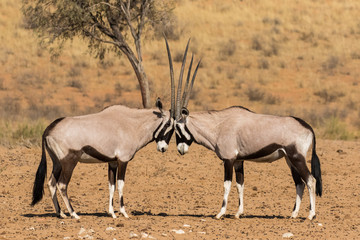 Naklejka na ściany i meble Two gemsbok head to head preparing to do battle in the Kgalagadi Transfrontier Park