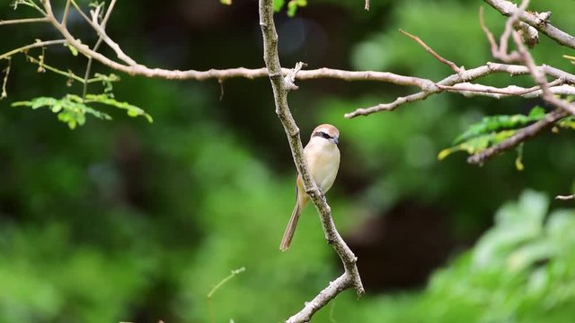 Bird (Brown shrike, Lanius cristatus) mainly brown on the upper parts and the tail is rounded the black mask and has a white brow over it perched on a tree in a nature wild