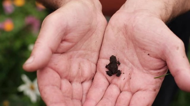 Caucasian man hiding small tiny dark baby toad in the hand