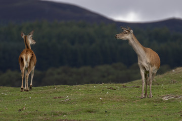 red deer hinds, Cervus elaphus scoticus, grazing on grass with pine forest in background during september in the cairngorms national park.